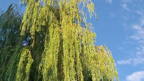 Video with a weeping willow tree in Romania Stock Footage 339143874