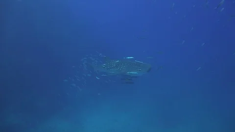 Video of whale shark close to the bottom Stock Footage 80624168