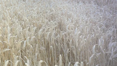 Video of wheat field in 4K Stock Footage 75151043