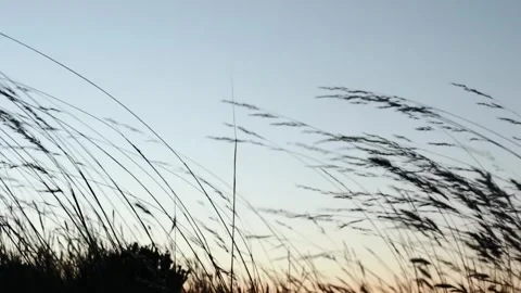 Video of wheat with the wind in the foreground Stock Footage 249232129