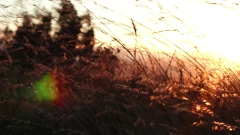 Video of wheat with the wind in the foreground at sunset. Stock Footage 249230930