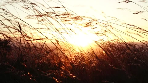 Video of wheat with the wind in the foreground at sunset. Stock Footage 249230946