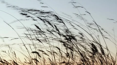 Video of wheat with the wind in the foreground at sunset. Stock Footage 249230947