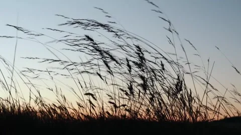 Video of wheat with the wind in the foreground at sunset. Stock Footage 249232165