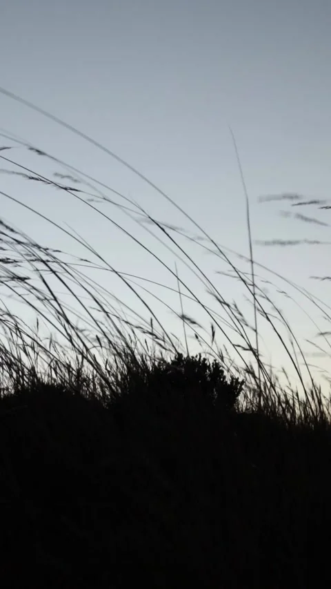 Video of wheat with the wind in the foreground at sunset. Stock Footage 249232601