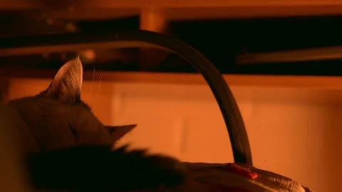 Video of a white and black cat resting in the shadows next to an orange light. Stock-Footage 245877375