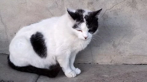 Video with a white cat with black spots. 4K Stock Footage 307137185