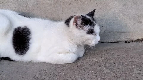 Video with a white cat with black spots. 4K Stock Footage 307137187