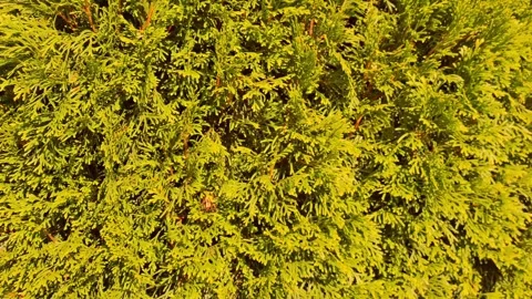 Video with White Cedar. Thuja occidentalis. 4K Stock Footage 282432021