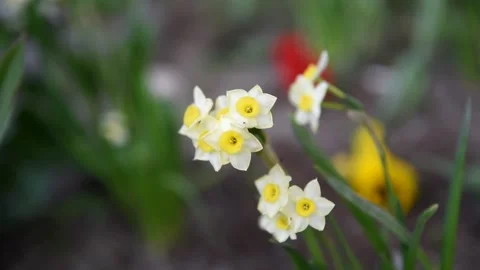 Video of white daffodils flower head on the wind close up in the garden Stock Footage 132752090