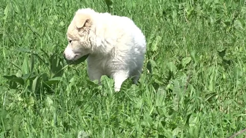 Video with a white dog in the grass Stock Footage 310442053