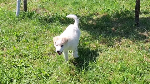Video with a white dog in the grass Stock Footage 310456678