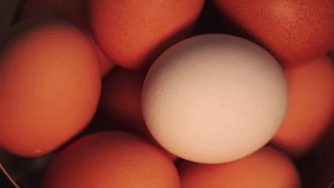 Video of a white egg surrounded by brown eggs in a bowl. Stock Footage 262805161