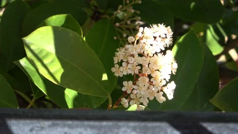 Video Of white flower Stock Footage 139053481