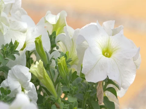 Video of white flowers in 4k Stock Footage 80135280