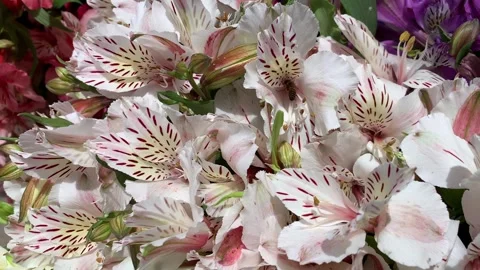 Video of white flowers with bees around them. Concept of flowers and plants. Stock Footage 256045977