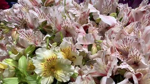 Video of white flowers with bees around them. Concept of flowers and plants. Stock Footage 256046018