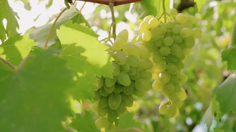 Video of white grapes ready for making wine, harvest time Stock Footage 236718417