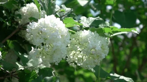 Video of white hydrangea in real slow motion Stock Footage 78867278