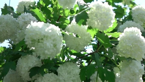 Video of white hydrangea in real slow motion Stock Footage 80134607