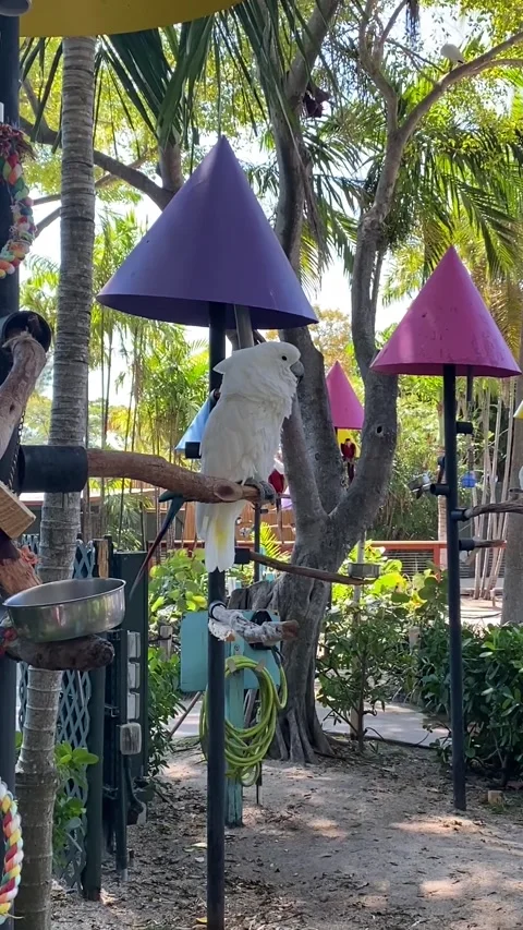 Video of White Macaw Stock Footage 234652111