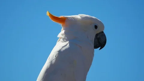 Video of white parrot in 4K Stock Footage 80677289