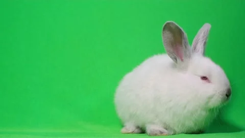 Video of a white rabbit on a green scree... | Stock Video | Pond5