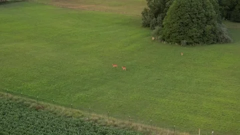 Video of white tail deer in a green field Stock Footage 246706463