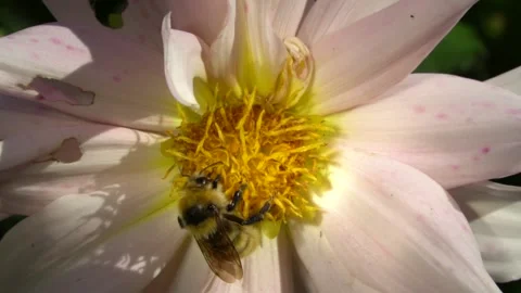 Video wild bee collects nectar and pollinates the flower. Stock Footage 138684039