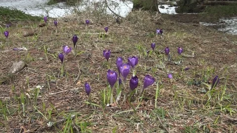Video wild crocus growing in a clearing in the woods Stock Footage 79092662