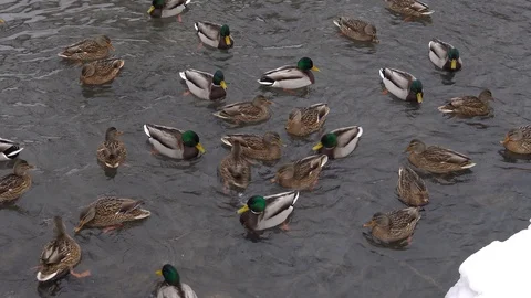 Video of wild ducks 4k Video stock 124841710