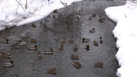 Video of wild ducks in a small river 4k Video stock 124843153