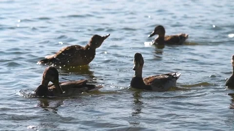 Video wild ducks on a summer sunny day in river Stock Footage 139386410