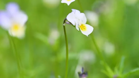 Video of wild violet close-up Stock Footage 309541551