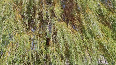 Video with willow tree in Romania. 4K Stock Footage 282906725