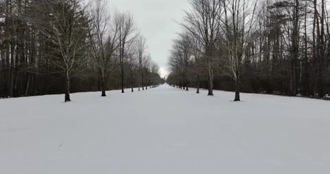 Video of a winter tree lined lane, path, trail with snow covering the ground. Vídeos de archivo 237203080