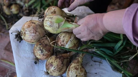 Video of women's hands sorting through the heads of fresh onions, from the Stock Footage 204120095
