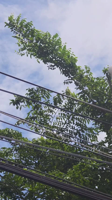 Video of a worker trimming tree branches near high voltage overhead power. 스톡 동영상 340083894