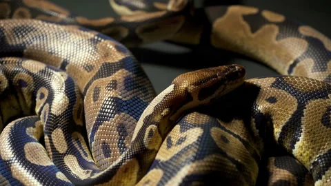 Video of yawning royal python Stock-Footage 111783203