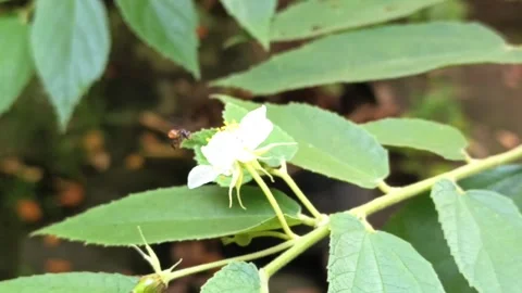Video yellow-bellied stingless bee is flying to collect nectar in flowers Stock Footage 325150291