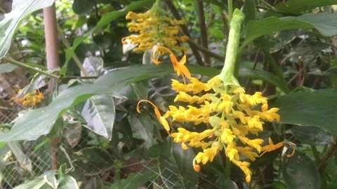 Video of yellow ginger flowers blooming in the garden during the rainy season. Stock Footage 201303183