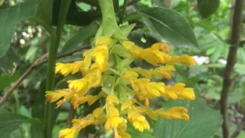 Video of yellow ginger flowers blooming in the garden during the rainy season. Stock Footage 201316566
