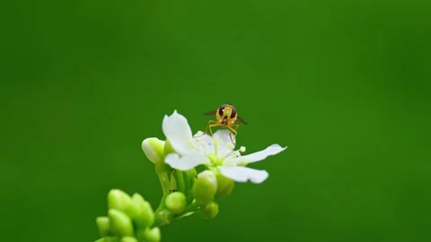 Video: Yellow hoverfly nectaring on Venus flytrap's white flowers, Video stock 251875401