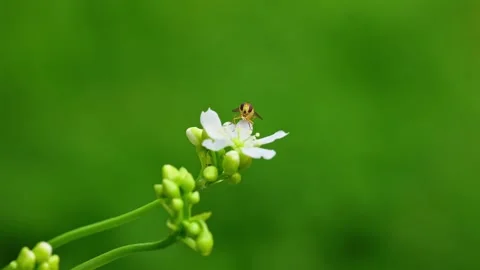 Video: Yellow hoverfly on Venus flytrap's white blooms, pollen-covered, nec.. Stock Footage 251717383