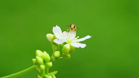 Video: Yellow hoverfly on Venus flytrap's white flowers, macro close-up. Fe.. Stock Footage 251717414