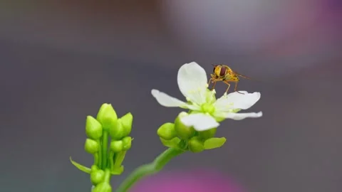 Video of yellow hoverfly on Venus flytrap's white flowers, pollen-covered, .. Stock Footage 251718130