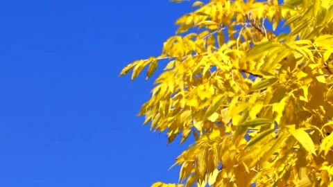 Video of a yellow tree against a blue sky background . Autumn tree. Blue sky . Stock Footage 164355416