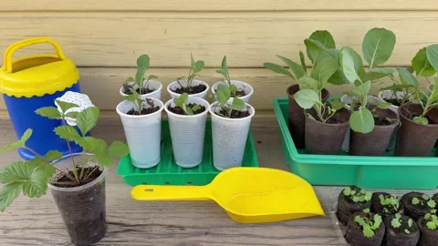 Video of young seedlings of cabbage, cauliflower on garden bench Stock Footage 308294337
