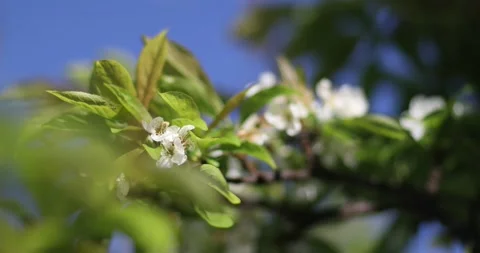 Video1 스톡 동영상 130597271