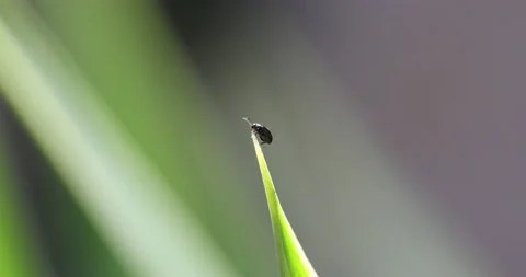 Video12 스톡 동영상 130597902